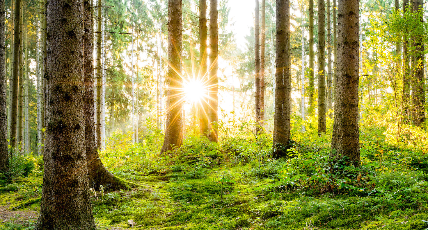 Growing your roots in winter Bluming Wellness